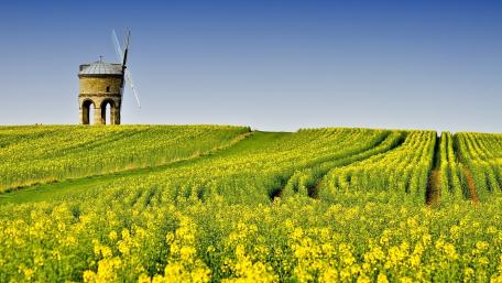 Golden Fields Beneath the Blue Sky wallpaper