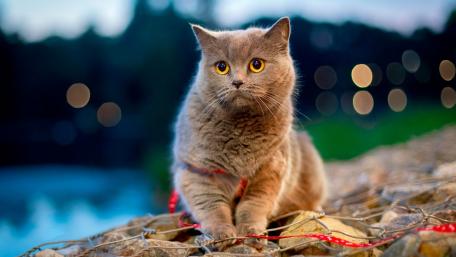 Charming Cat by the Water's Edge wallpaper