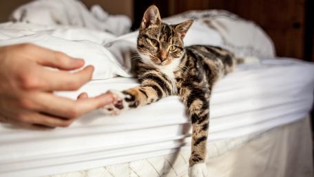 Charming Cat Interacting with Human Hand wallpaper