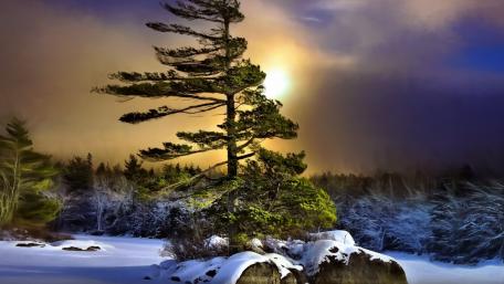 Winter Serenity Amidst Snowy Pines wallpaper