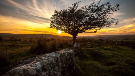 Lone Tree at Sunset Magic wallpaper