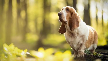 Majestic Basset Hound in Nature's Embrace wallpaper