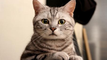 Captivating Close-Up of an Expressive Cat Face wallpaper