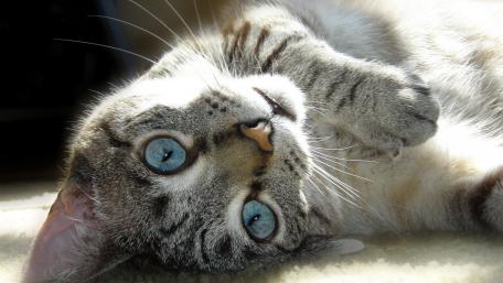 Charming Cat with Captivating Blue Eyes wallpaper