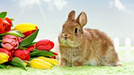 Cute Rabbit Surrounded by Colorful Tulips and Sunshine wallpaper