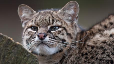 Wild Cat Close-Up in Nature's Embrace wallpaper
