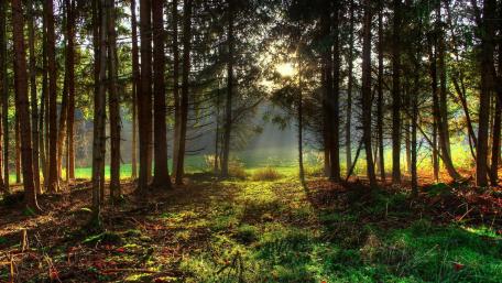 Sunlight Filtering Through the Forest Canopy wallpaper