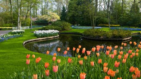 Serene Spring Garden with Tulips and Reflections wallpaper