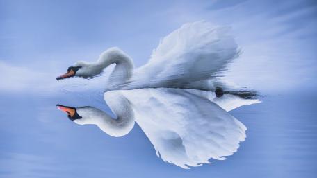 Elegant Swans in Serene Reflection wallpaper