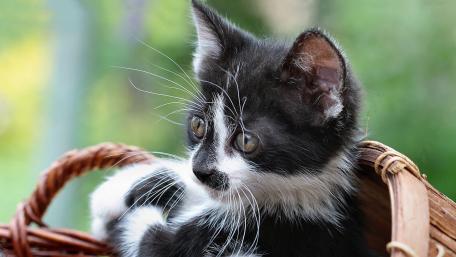 Adorable Black and White Kitten in a Basket wallpaper