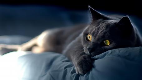 Mystical Gray Cat on a Cozy Blanket wallpaper