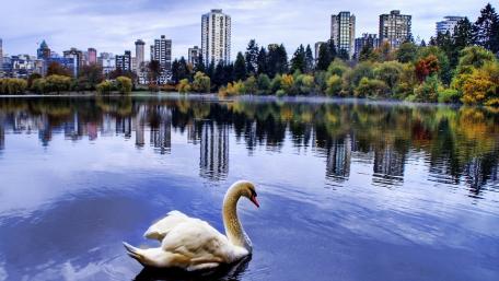 Tranquil Swan in City Reflection wallpaper