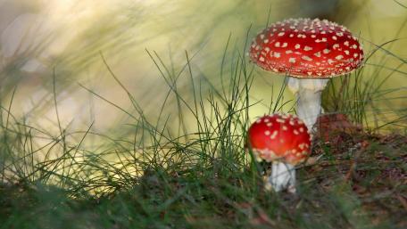 Vibrant Red Mushrooms in a Lush Forest Setting wallpaper
