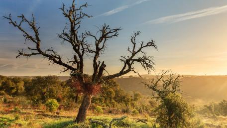 Barren Tree Against a Golden Horizon wallpaper