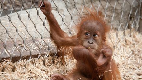 Playful Baby Orangutan Enjoys Its Day wallpaper