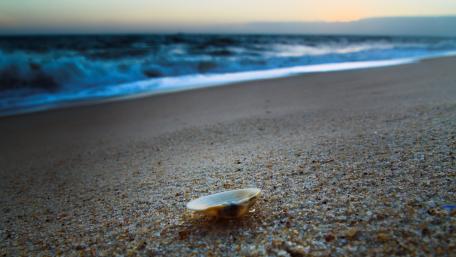 Tranquil Beach Landscape with Shells and Waves wallpaper