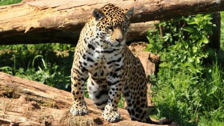 Majestic Jaguar Amongst Nature's Splendor wallpaper