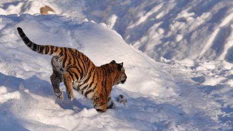 Majestic Tiger in Snowy Landscape wallpaper