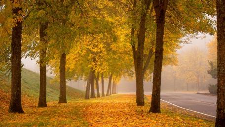 Golden Autumn Pathway Through Misty Trees wallpaper
