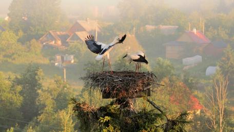 Stork nest wallpaper