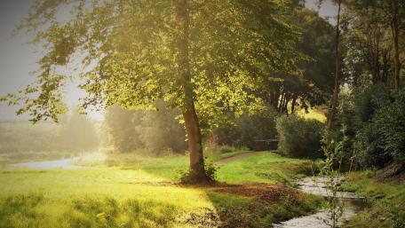 Tranquil Morning in a Lush Green Landscape wallpaper