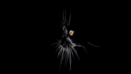 Mysterious Black Cat in Darkness wallpaper