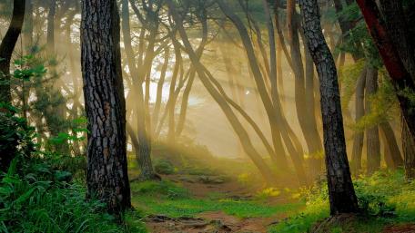 Enchanted Forest Awash in Golden Light wallpaper
