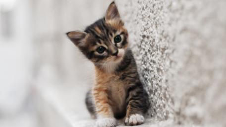 Adorable Curious Kitten Wallpaper wallpaper