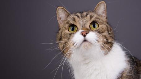 Curious Cat Portrait Captured in Detail wallpaper