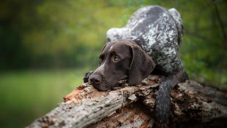 Relaxed Dog on a Log in Nature Scene wallpaper