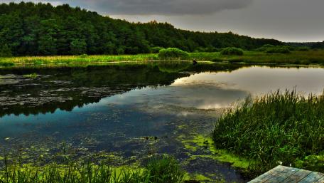 Tranquil Reflections of Nature in a Serene Wetland Scene wallpaper
