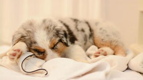 Adorable Sleeping Puppy on Cozy Blanket wallpaper
