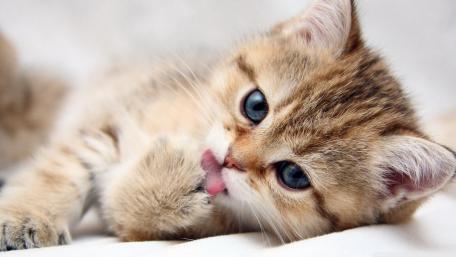 Adorable Kitten Cleaning Its Paw wallpaper