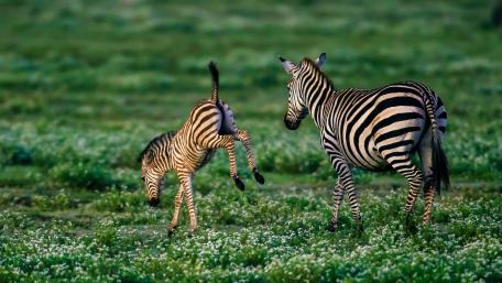 Zebras Frolicking in the Meadow wallpaper