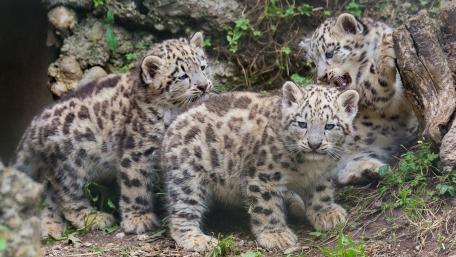 Snow Leopard Cubs Playing Together in Their Habitat wallpaper