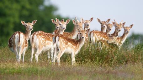 Graceful Fawns in a Serene Meadow wallpaper