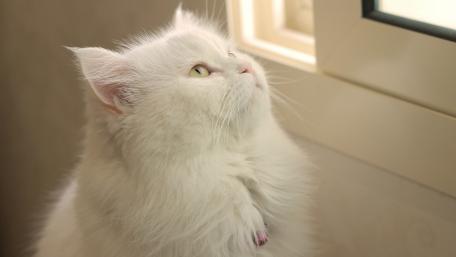 Fluffy White Cat Gazing Out the Window wallpaper