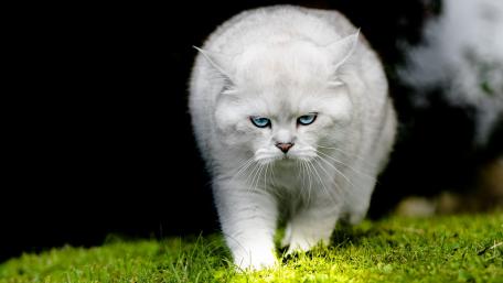 Majestic White Cat on a Green Meadow wallpaper