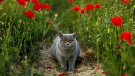 Charming Cat Amidst Vibrant Poppies wallpaper