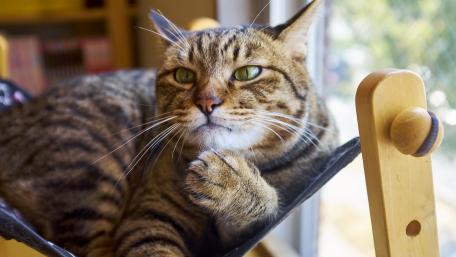 Curious Cat Lounging in Sunlight wallpaper