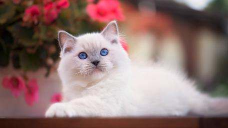 Adorable Blue-Eyed Kitten in Blooming Garden wallpaper