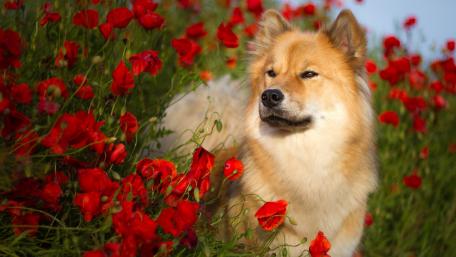 Charming Dog Amidst Vibrant Poppies wallpaper