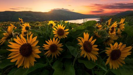 Golden Sunflowers at Sunrise wallpaper