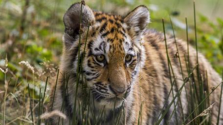 Majestic Tiger Cub in the Wild wallpaper