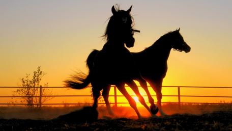 Majestic Horses at Sunset Silhouette wallpaper