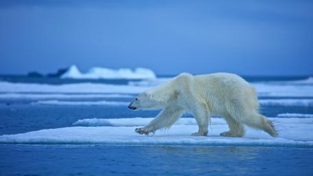 Majestic Polar Bear on Iceberg Shoreline wallpaper