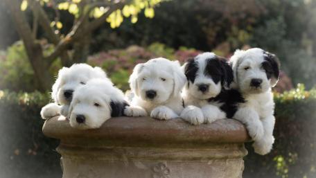 Adorable Puppies Relaxing Together in a Garden wallpaper