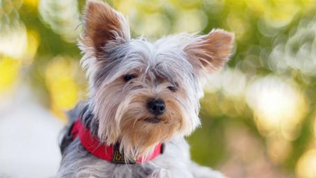 Charming Yorkshire Terrier in Outdoor Glow wallpaper