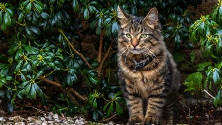Majestic Tabby Cat Among Lush Greenery wallpaper