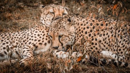 Cuddling Cheetahs in Nature's Embrace wallpaper